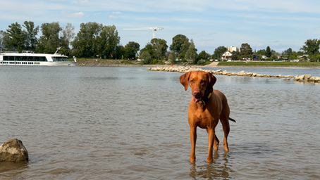 4 Dinge, die dein Hund können muss (unbedingt)