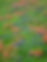 wildflowers-5190228_1920.jpg