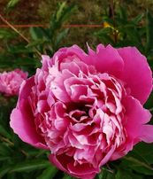 Edulis Superba
