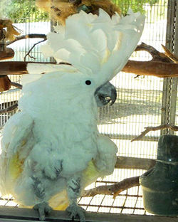 A Cocky Cockatoo