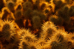 Joshua Tree #2