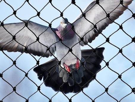 วิธีการติดตั้งตาข่ายกันนกเพื่อความสบายใจในบ้าน