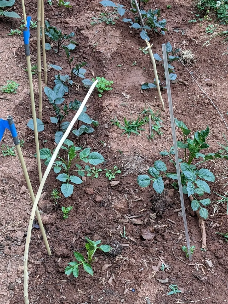 Dahlia shoots breaking through the soil