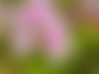 七十二候・霜止出苗(しもやみてなえいずる)