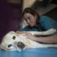 hundephysio-animove.jpg
