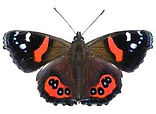 red admiral.jpeg