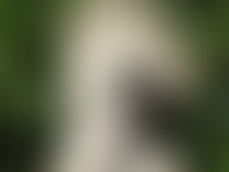 Saint of The Day 10/27/22: Blessed Bartholomew of Vicenza