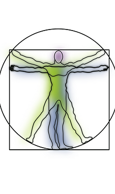 Anatomie 2.png