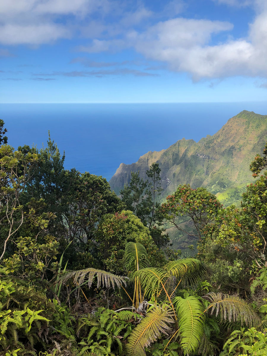 Lē'ahi Landscaping | All-Electric Eco Landscaping