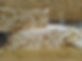 Nougat