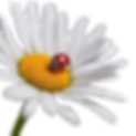 white daisy with ladybug with transparent background.png