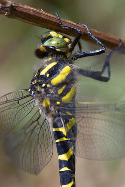 Golden Ringed Dragonfly