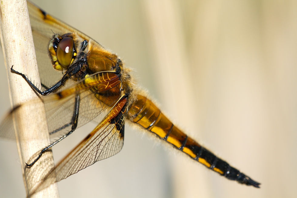 Four Spotted Chaser