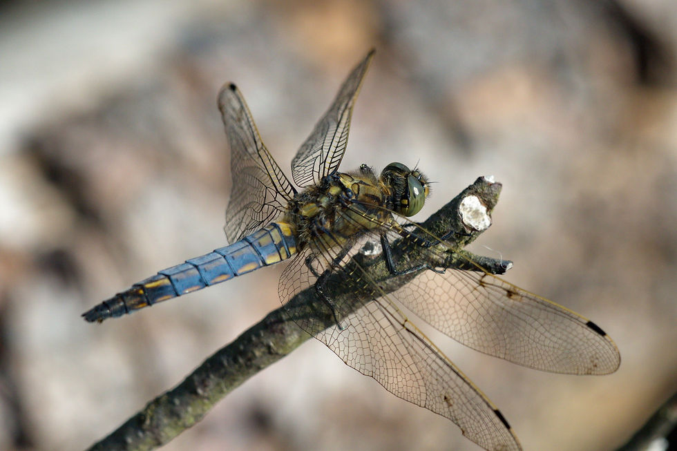 Black-tailed Skimmer