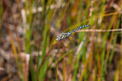 Southern Hawker