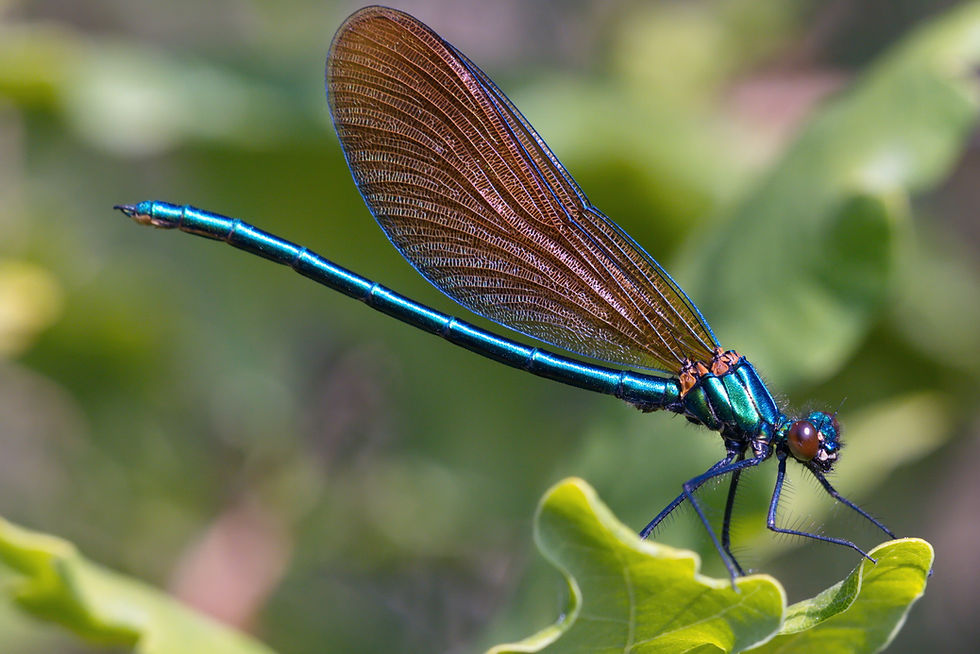 Beautiful Demoiselle