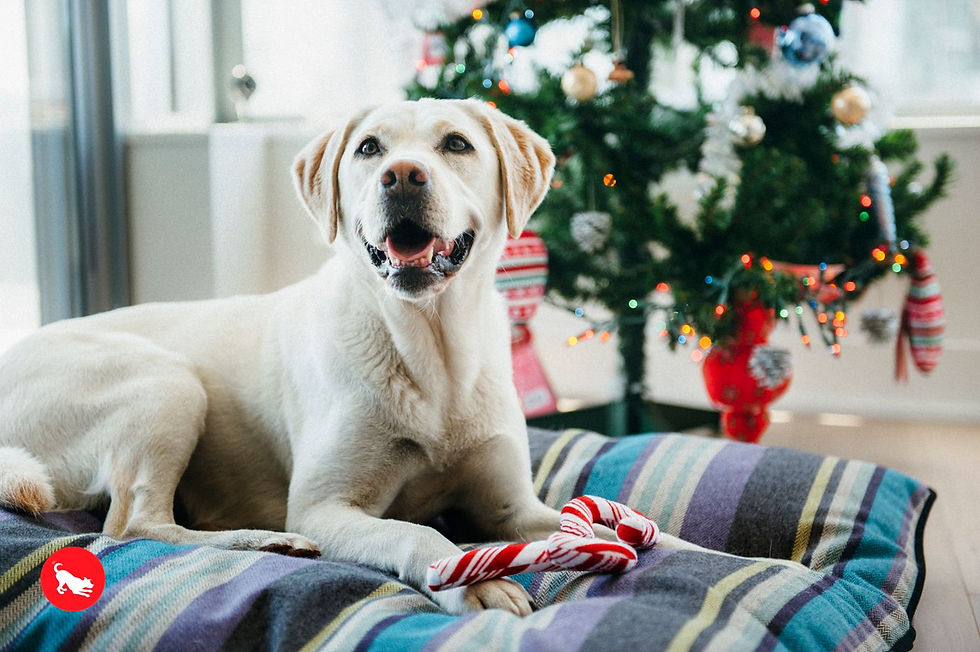 Thumbnail: P.L.A.Y. Cheerful Candy Canes Eco Dog Toy