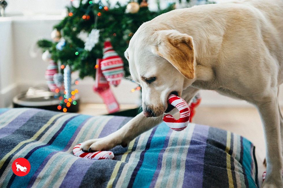 Thumbnail: P.L.A.Y. Cheerful Candy Canes Eco Dog Toy