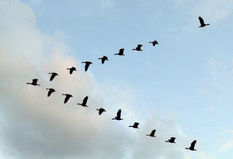 THE MIGRATORY BIRD TREATY AND THORNTON W. BURGESS