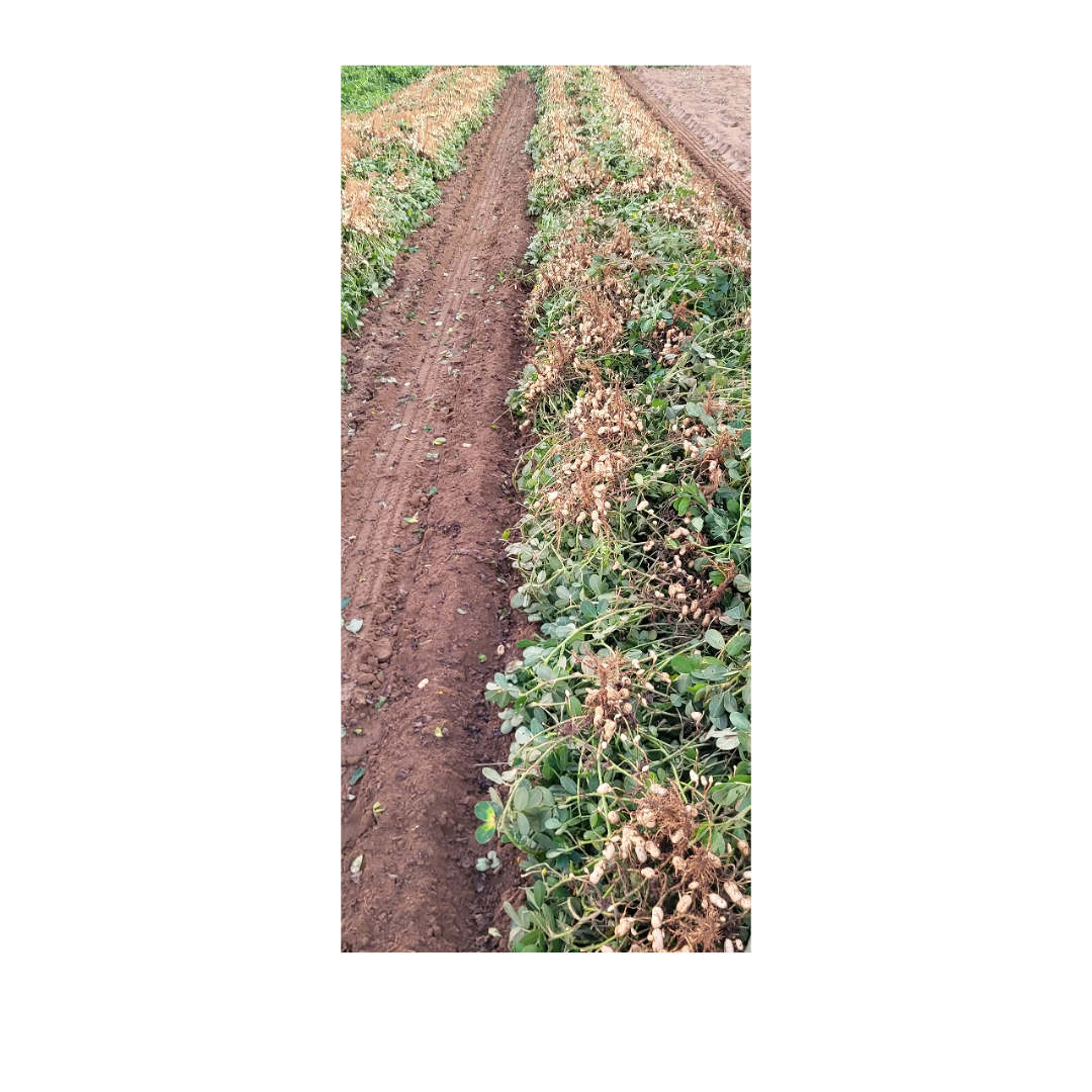 Fresh dug green peanuts