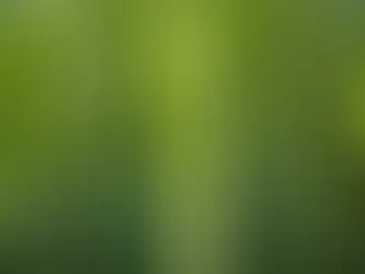 What's the Buzz? Eco-Friendly Carpentry and the Best Sustainable Wood Alternatives You've Never Heard Of