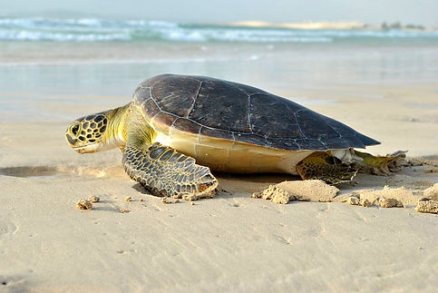 green turlte (3)_MELHORADA.jpg