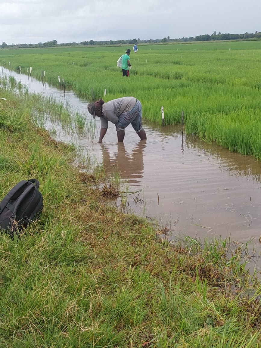 Rice Farming (GRDB photo)