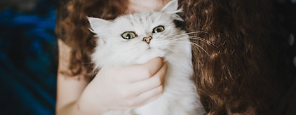 Petting a White Cat