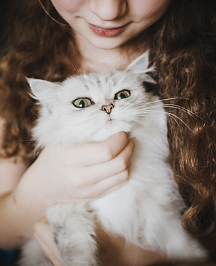 Petting a White Cat