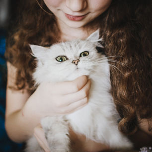 Guía de cuidado para gatitos recién adoptados