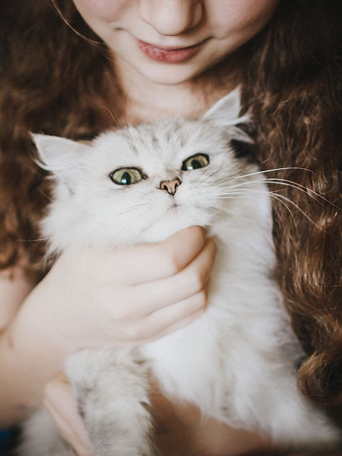 Petting a White Cat