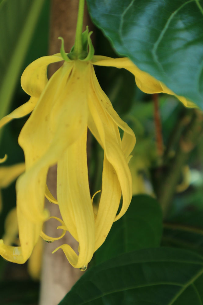 "THE FLOWER OF FLOWERS"! AN EXOTIC JOURNEY WITH YLANGYLANG ESSENTIAL OIL