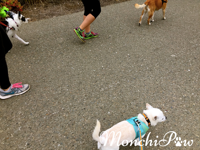 Dog Issues? Get Social!