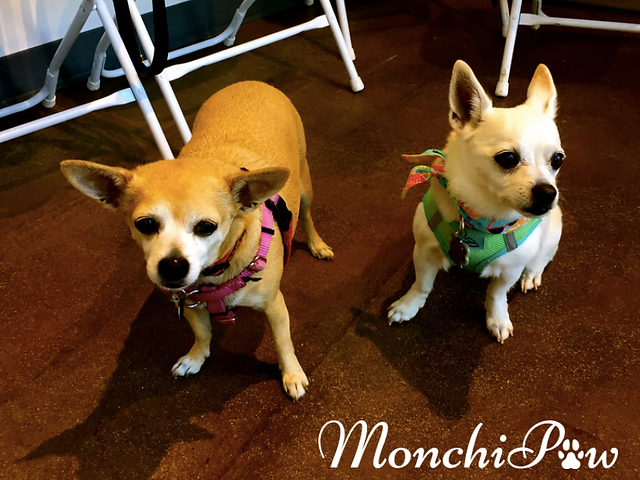 Senior Dogs Yappy Hour
