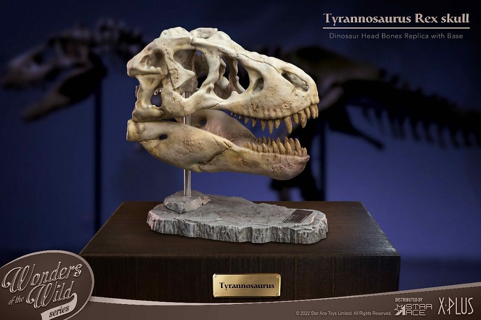 Thumbnail: Star Ace Toys SA5029 Wonder Wild Series T-Rex Head Skull Replica 7