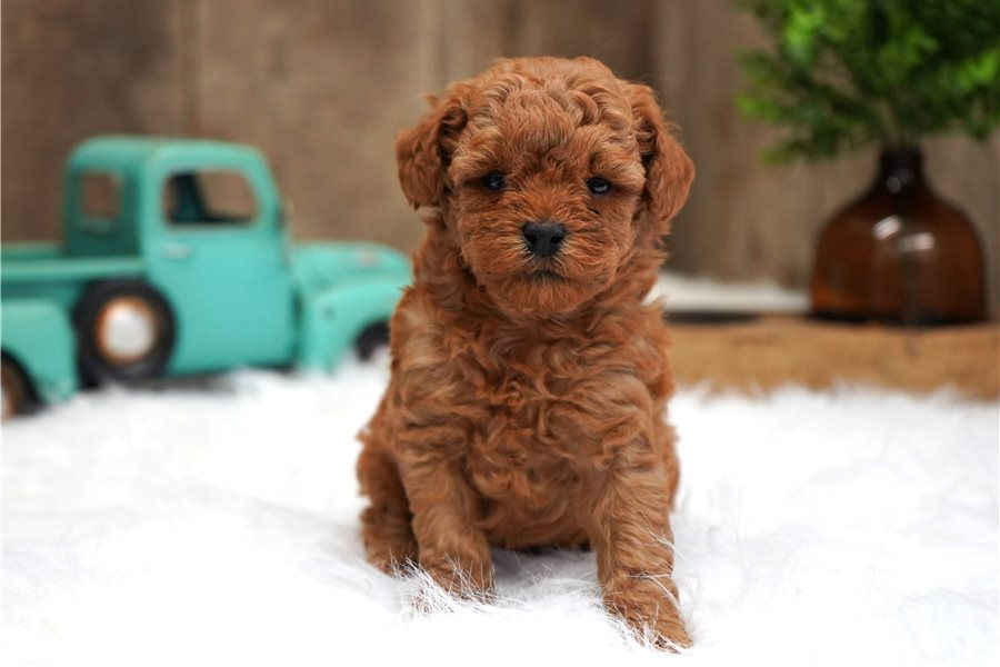 bich-poo-bichpoo-puppy-picture-bf8d58c3-5dcb-4598-b1b5-ea20707b1da1.jpg