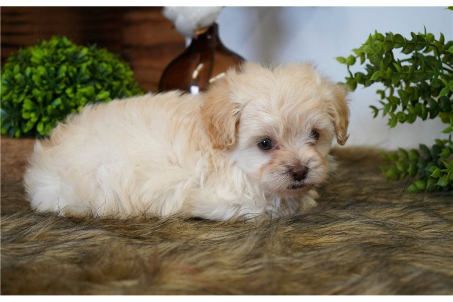 cavapoo-puppy-picture-6d1fba85-c1d6-4a07-8617-727170e2c5ee.jpg