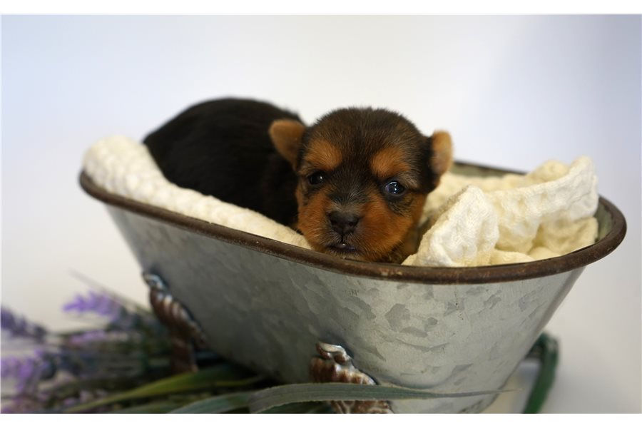 yorkshire-terrier-yorkie-puppy-picture-1925fe7c-a224-4179-b580-c391f599abd2.jpg