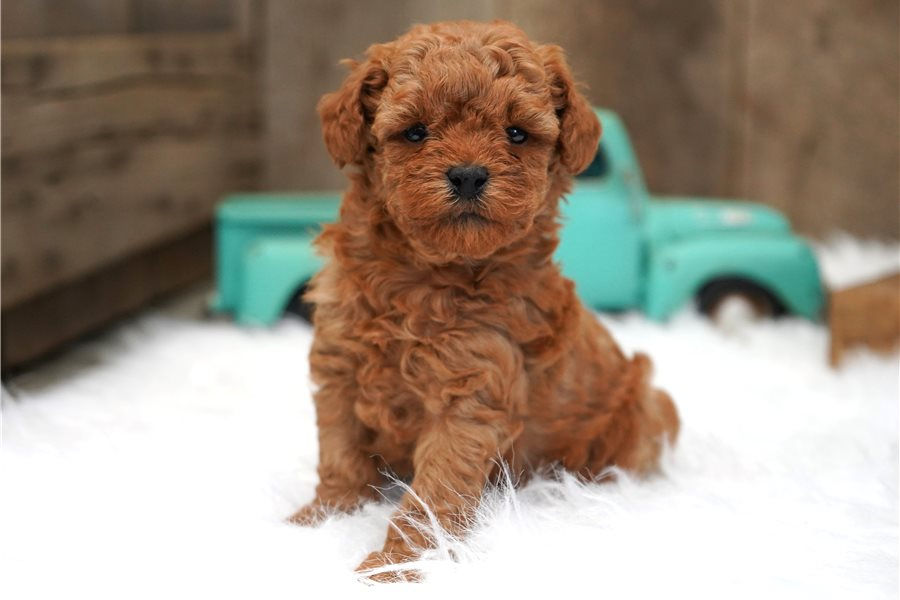 bich-poo-bichpoo-puppy-picture-6fcd55b2-b58c-4c3a-ba47-7d1173dc25f8.jpg