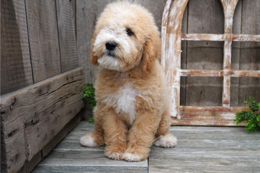 mini-goldendoodle-puppy-picture-151f5f59-5236-410f-a131-1e9015c900d5.jpg