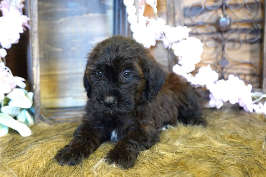 mini-goldendoodle-puppy-picture-d718f012-9442-465c-9f14-f20e4a244e35.jpg