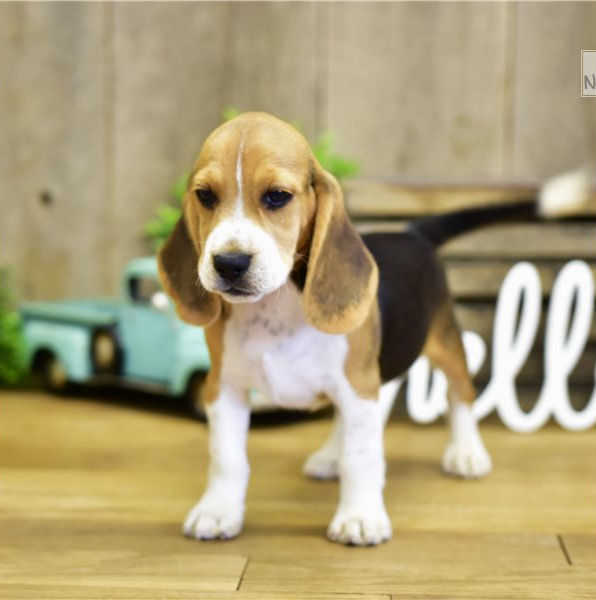 beagle-puppy-picture-3c724df2-5dee-407e-a278-00b5d732c201_edited.jpg