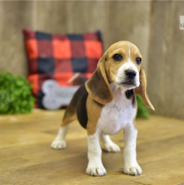 beagle-puppy-picture-1d5ffb07-bd89-40ca-a3ba-1de94762aa15_edited.jpg