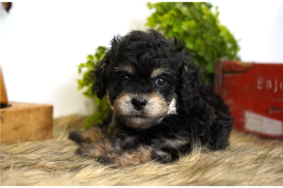 cavapoo-puppy-picture-18b6a754-8d5f-408a-a927-b2cd62f6ce2b (1).jpg