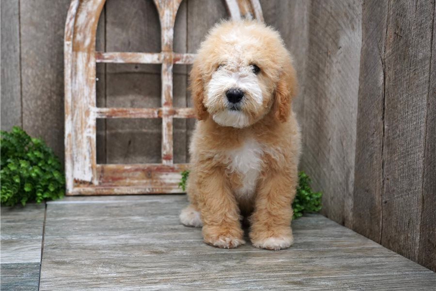 mini-goldendoodle-puppy-picture-5ffd3183-c8b9-4cb2-94fd-03f311c05814.jpg