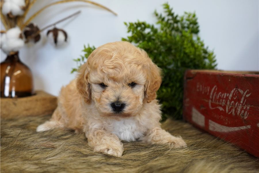 cavapoo-puppy-picture-1f4d948a-eb4c-4c81-a0db-416eefe266cb.jpg