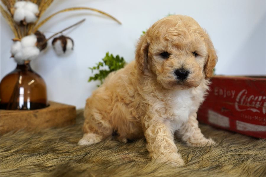 cavapoo-puppy-picture-4a231362-e36f-4081-acb8-c9aef9c950c8.jpg