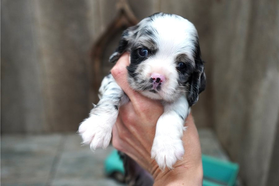 cockapoo-puppy-picture-1bd75b97-b9c4-4ec5-8e76-87a582d31556.jpg