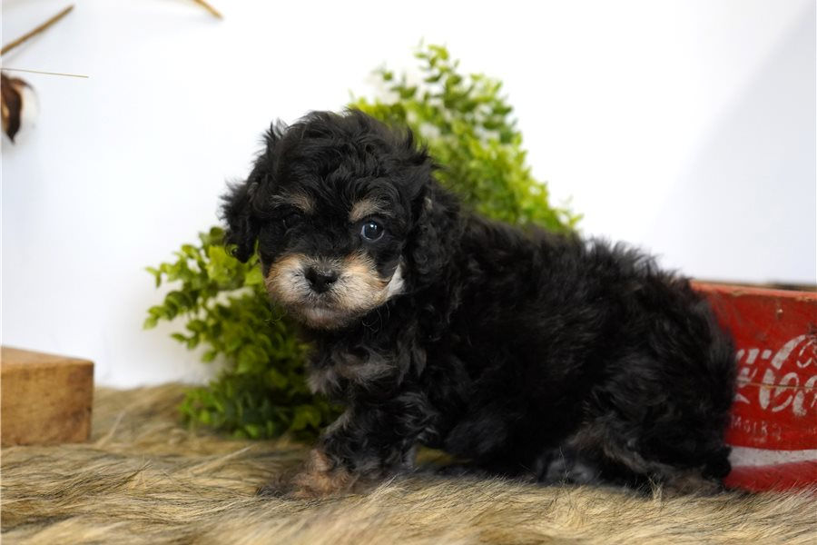 cavapoo-puppy-picture-ab2097b0-309d-4197-b87b-4c2274d7cfd1.jpg