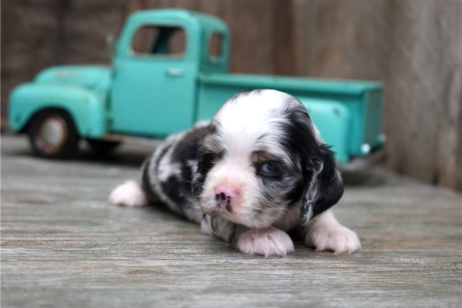 cockapoo-puppy-picture-49d9d939-5687-4aac-95cb-9c373b4c5567.jpg